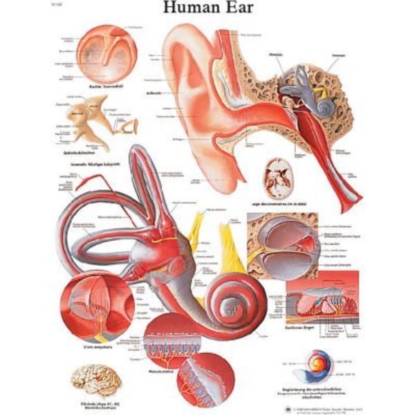 Fabrication Enterprises 3B® Anatomical Chart - Ear, Paper 12-4606P